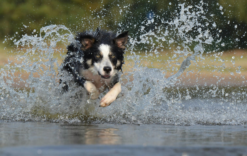 ¿Qué vitaminas necesita un perro para estar sano?