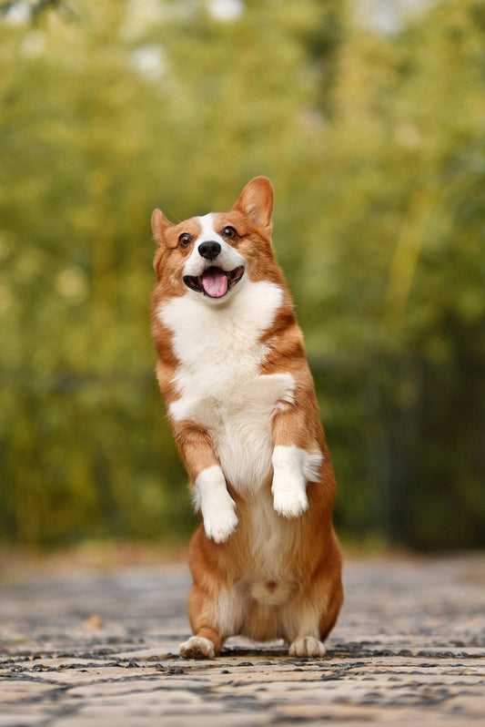 10 consejos para mejorar la salud de tu perro con suplementos y buenos hábitos