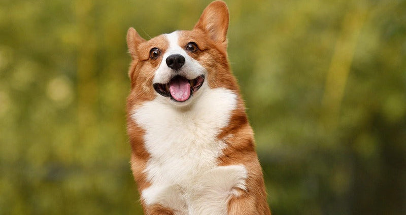 10 consejos para mejorar la salud de tu perro con suplementos y buenos hábitos