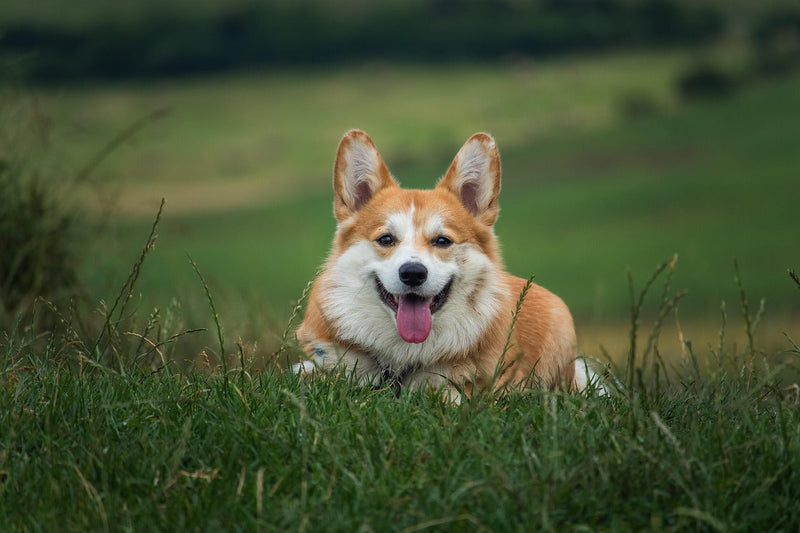 Vitaminas para perros: cuáles son esenciales y cómo saber si tu mascota las necesita