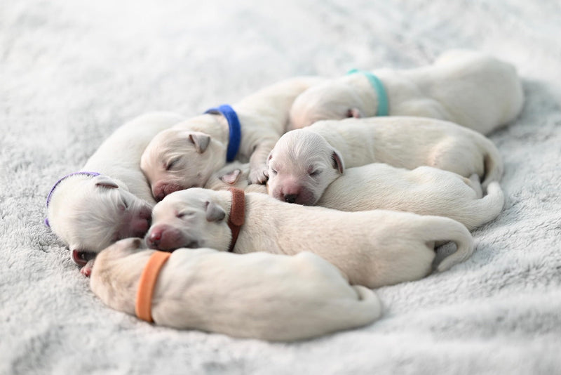 Vitaminas para cachorros: claves para un crecimiento fuerte y sano