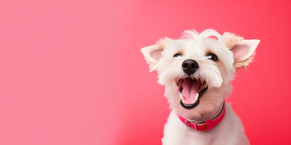 ¿Por qué LongeVita es el suplemento ideal para tu perro?