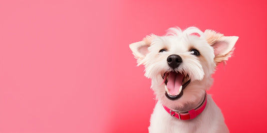 ¿Por qué LongeVita es el suplemento ideal para tu perro?