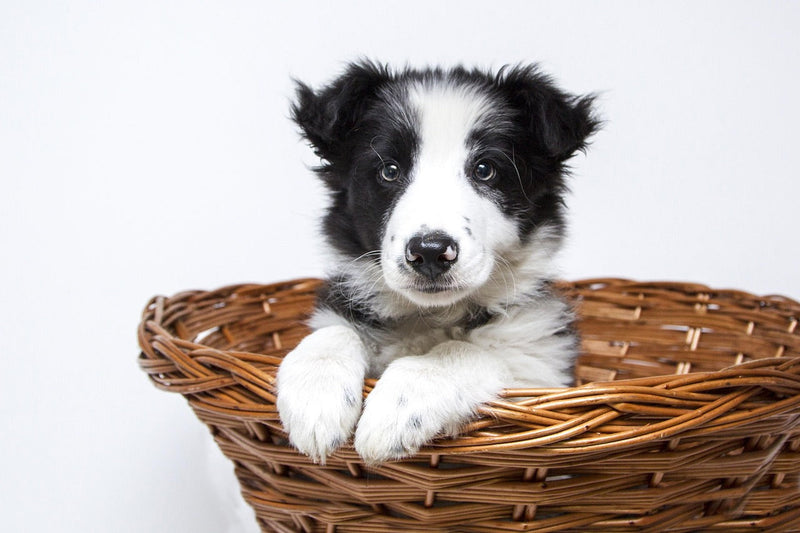Guía completa de suplementos para perros: tipos, beneficios y cómo elegir el mejor