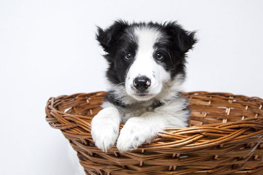 Guía completa de suplementos para perros: tipos, beneficios y cómo elegir el mejor