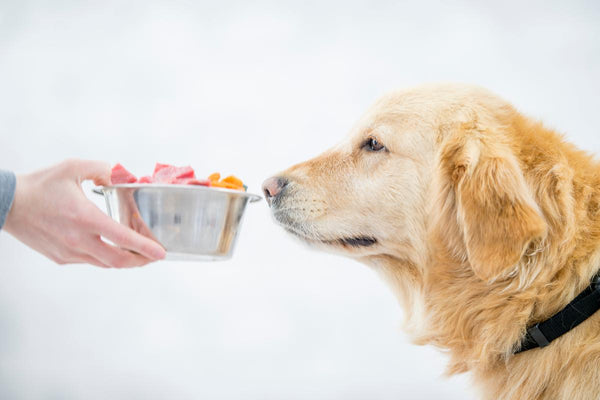 ¿Sobres, pastillas o snacks? El mejor formato de vitaminas para perros según la ciencia