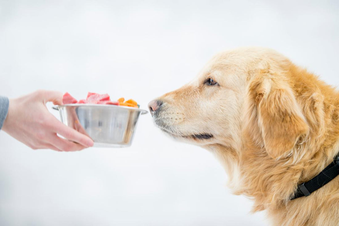 ¿Sobres, pastillas o snacks? El mejor formato de vitaminas para perros según la ciencia
