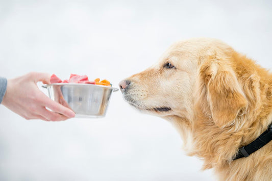 ¿Sobres, pastillas o snacks? El mejor formato de vitaminas para perros según la ciencia
